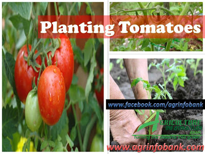 Planting Tomatoes I www.agrinfobank.com