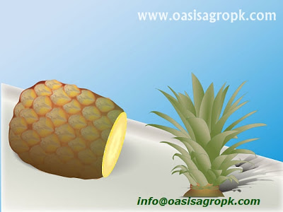 www.oasisagropk.com