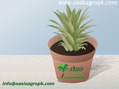 www.oasisagropk.com