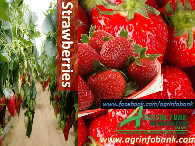 How to Grow Strawberries I www.agrinfobank.com