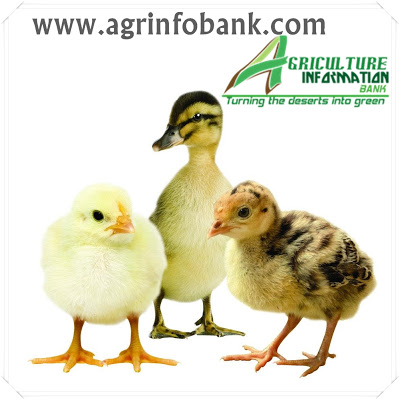 www.agrinfobank.com