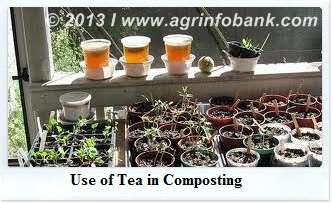 tea in compost