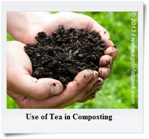 compost in hand