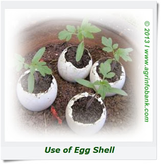 tomato seedling in eggshell