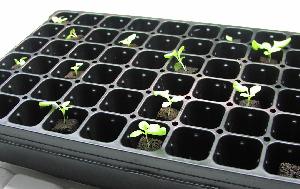 hydroponic seedlings
