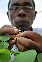Is agricultural R&D on the decline in the developing world? (© Neil Palmer (CIAT))