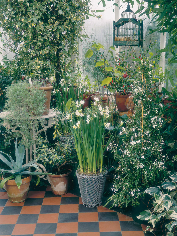 Winter Tender Plants Inside for Protection