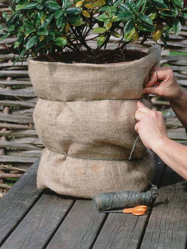 Wrap Ornamental Containers in Freezing Weather