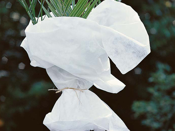 Wrap Tender Plants to protect in Harsh Weather