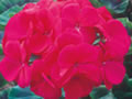 View: Geraniums are Warm Weather Plants