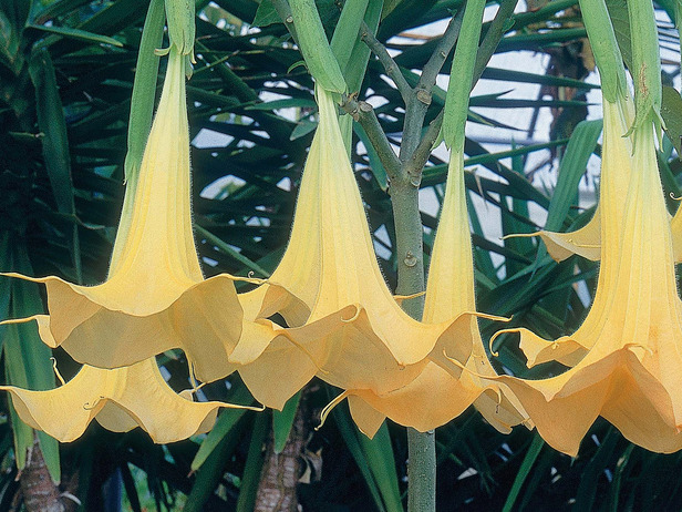 Angels Trumpet Would Not Survive Cold Weather