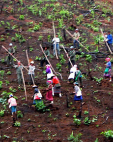 Slash-and-Burn Agriculture