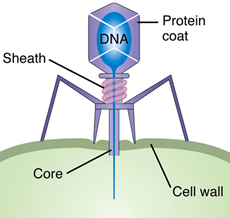 Bacteriophages