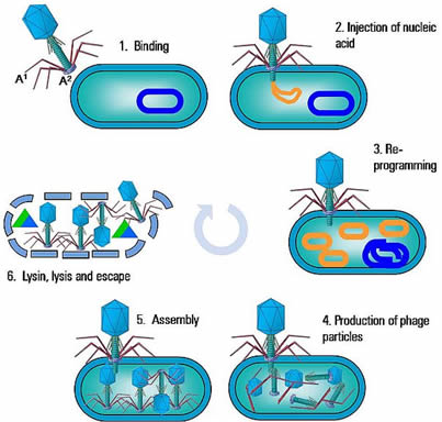 Reproductive Cycles