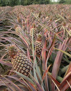 Bromeliaceae 