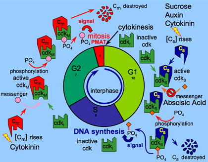 Cell Cycle