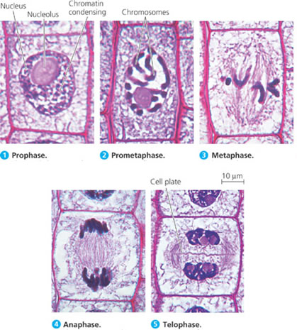 Cell Cycle Phases