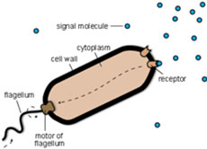 Chemotaxis