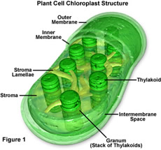 Chloroplasts