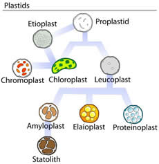 Plastids