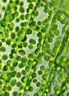 Chloroplasts