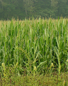 Corn field