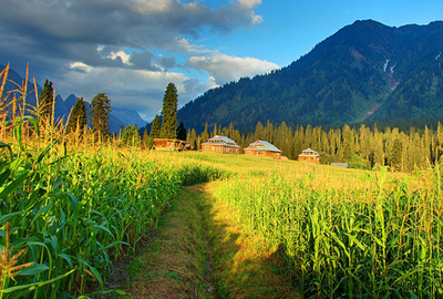 Corn field