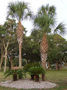 Cycad Reproduction