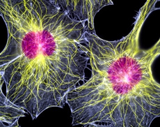 Cytoskeleton