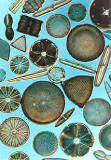 Diatoms