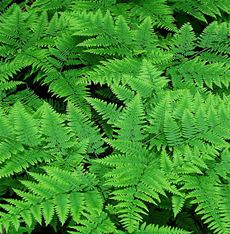 Ferns