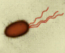 Flagella and Cilia