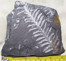 Fossil Plants