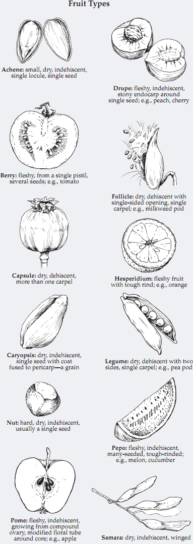 Fruit Types