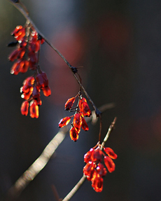 barberries