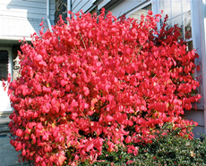 Burning Bushes