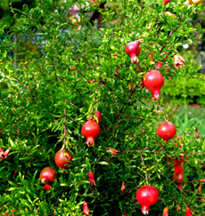 Fruiting Shrubs