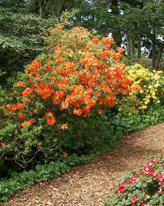 Rhododendron