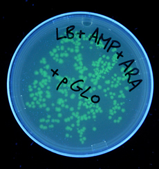 Genetically Modified Bacteria 