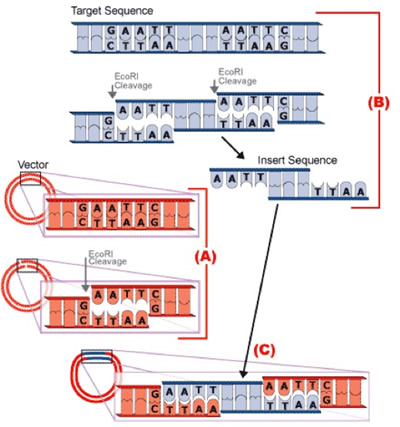 Bacterial Plasmids