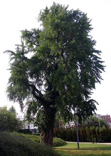 Ginkgos tree