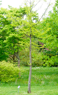 Ginkgos plant