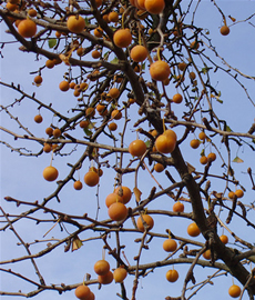 Ginkgos fruits