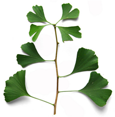 Ginkgos leaves