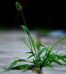 Stems, Roots, and Leaves