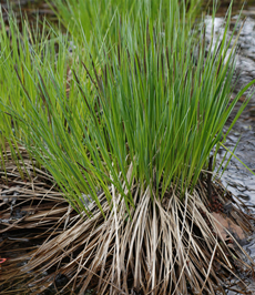 Clump-Forming Plants