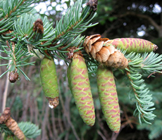 Pteridosperms and Cordaites