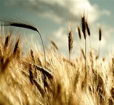 wheat field