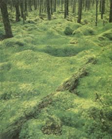 Mosses