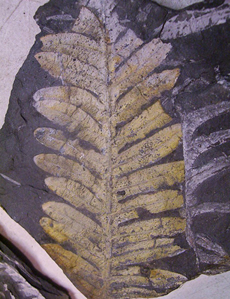 Paleobotany